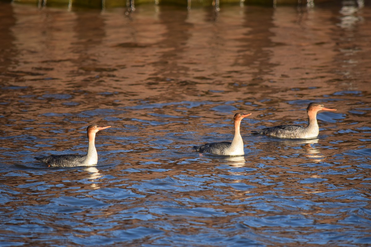 Tarakdiş - ML644567371