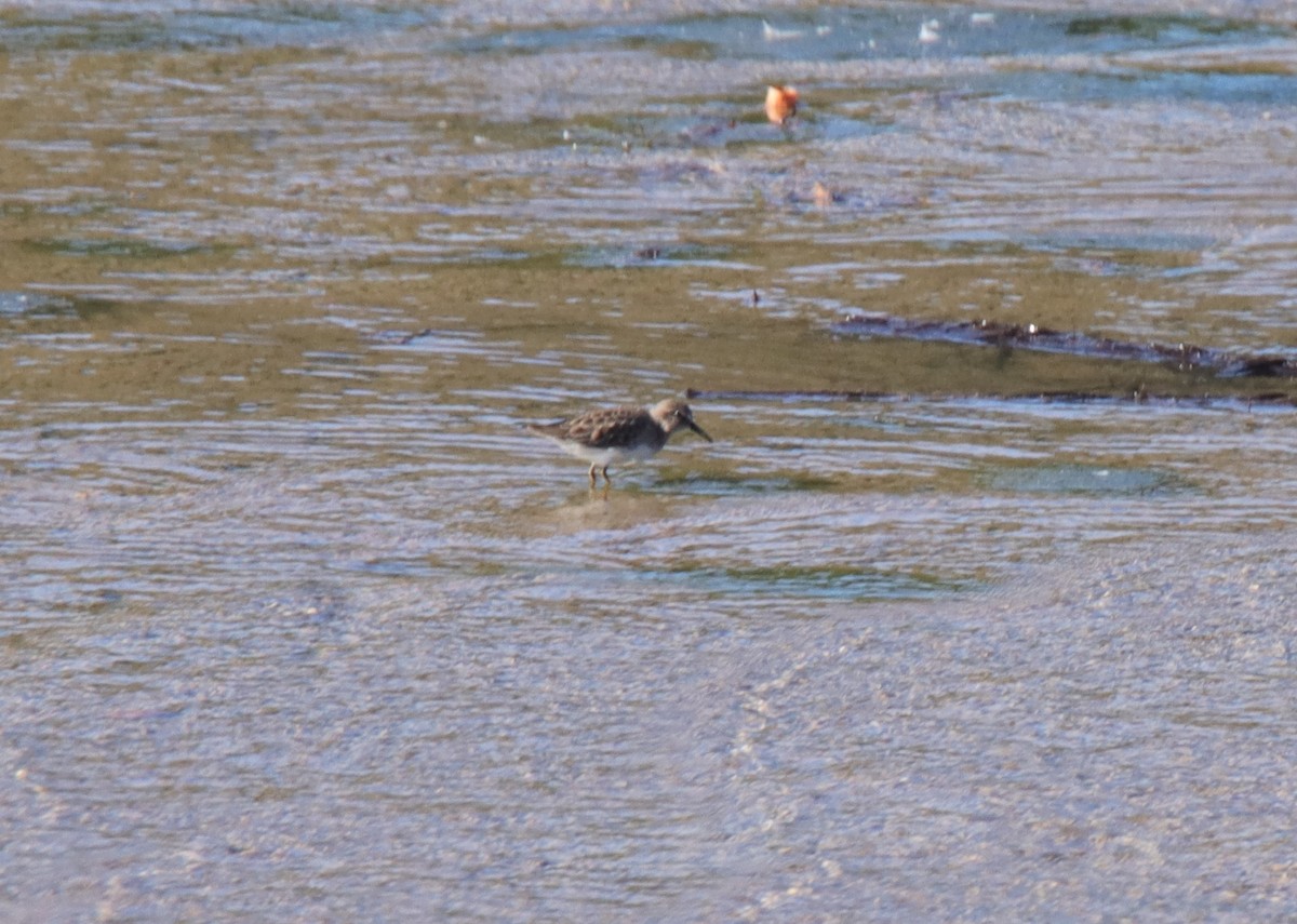 Cüce Kumkuşu - ML644567372