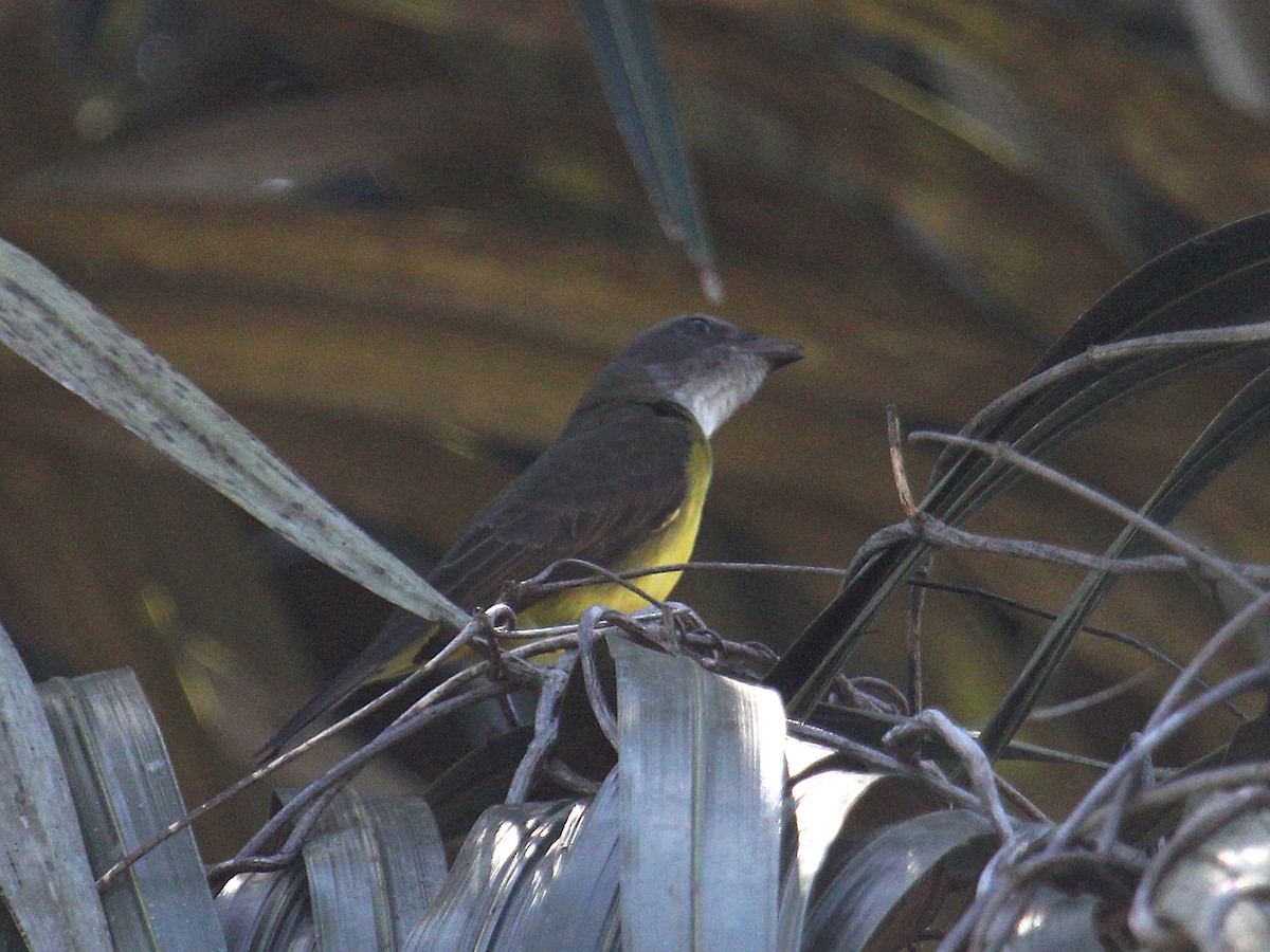 Amazon Palmiye Tiranı - ML644567373