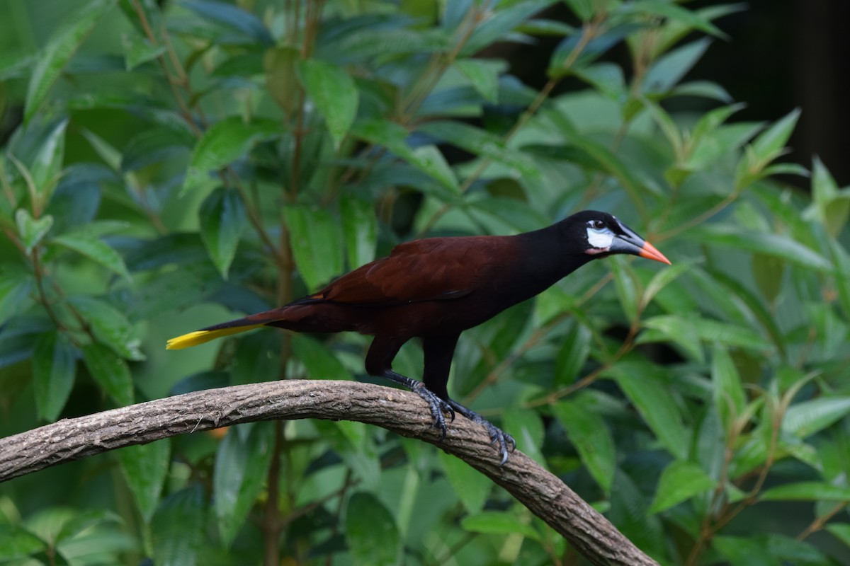 Montezuma Oropendulası - ML644567374