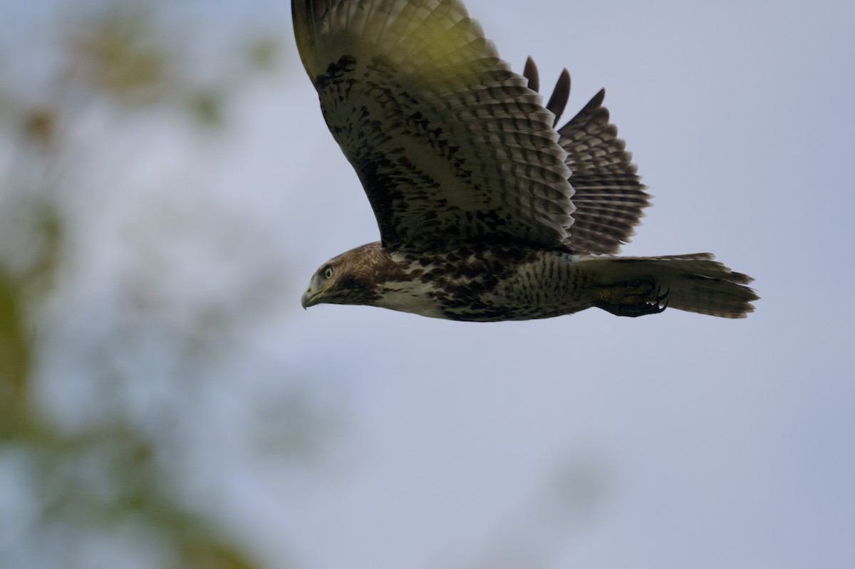 Kızıl Kuyruklu Şahin - ML644567375