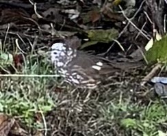 Tilki Renkli Serçe - ML644567376