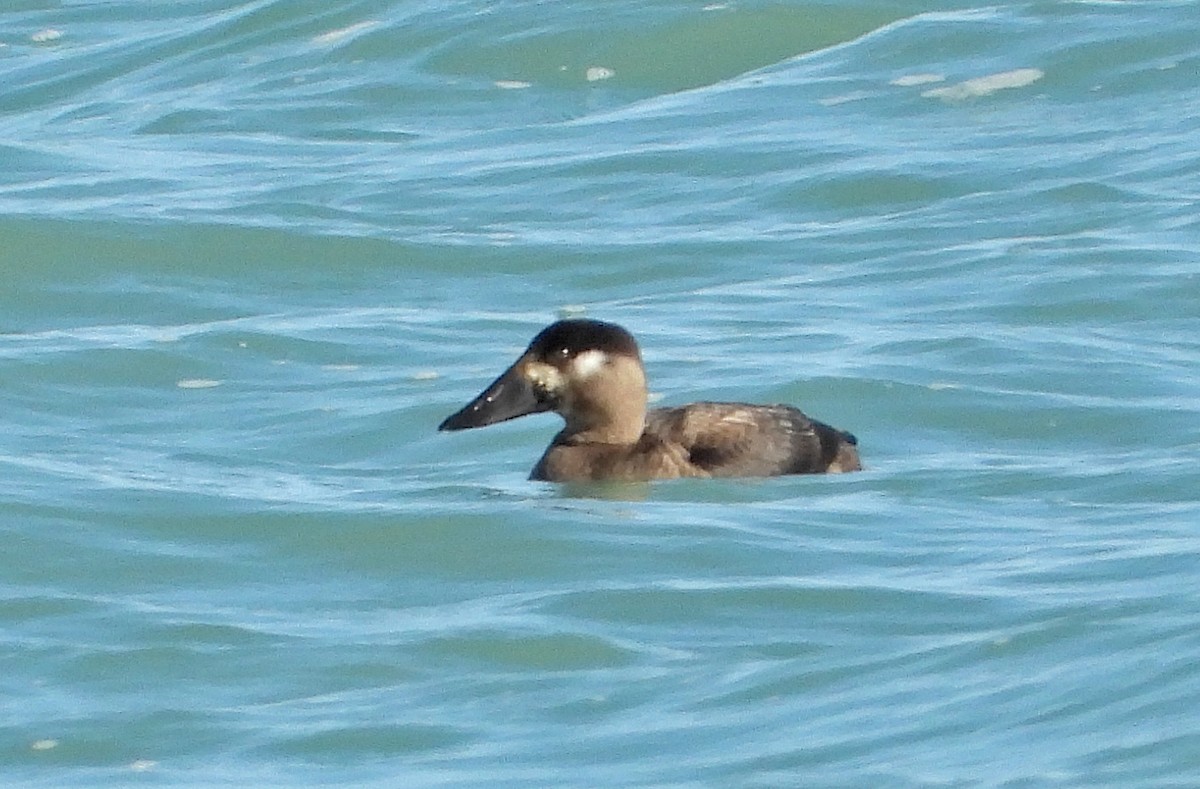 Yamalı Ördek - ML644567377