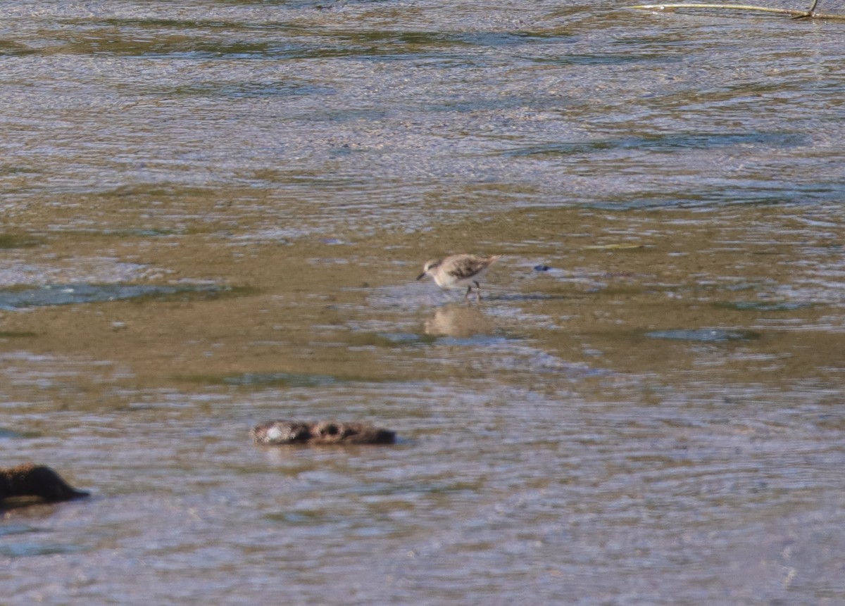 Cüce Kumkuşu - ML644567378