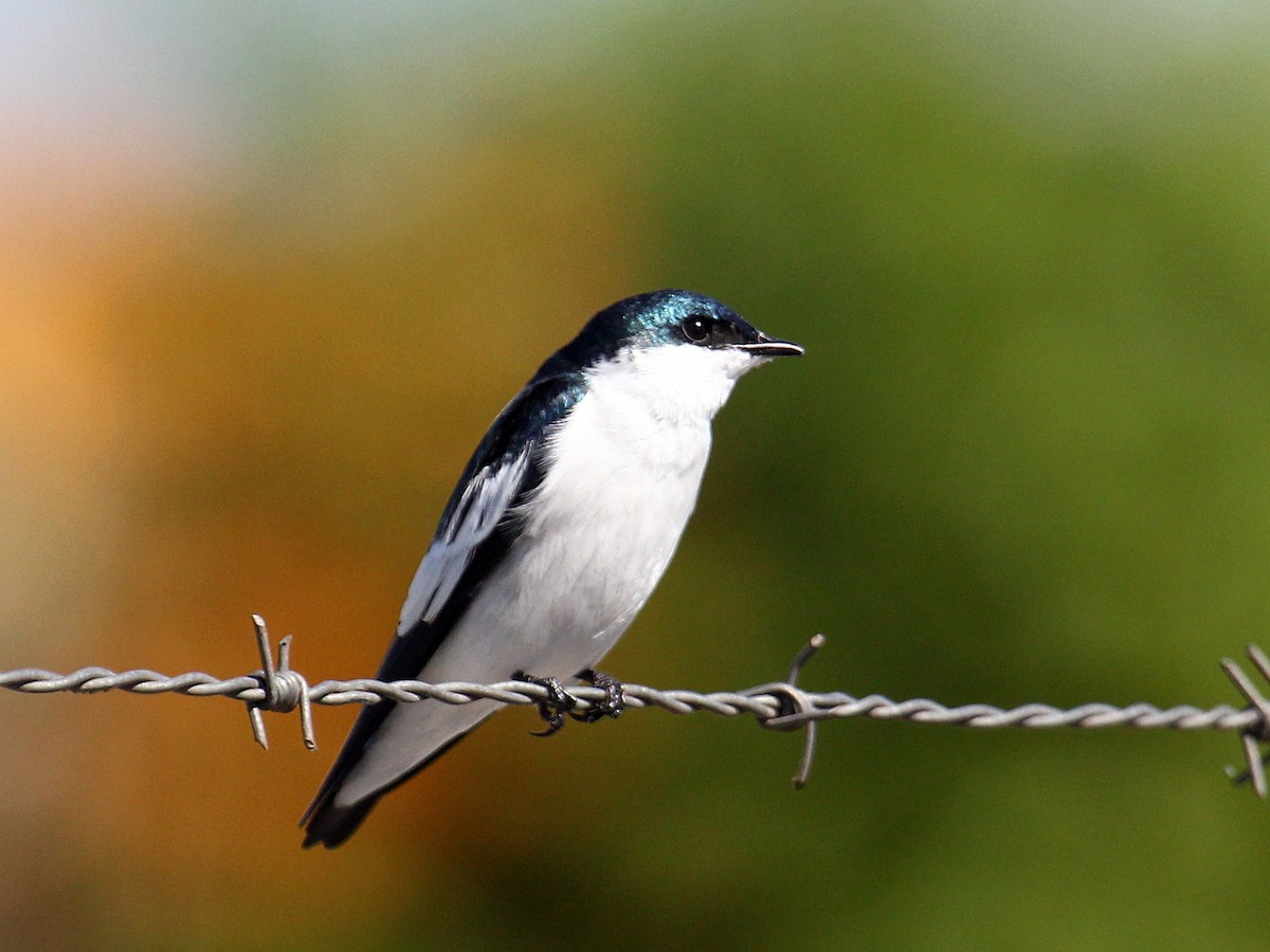 Ak Kanatlı Kırlangıç - ML644567379