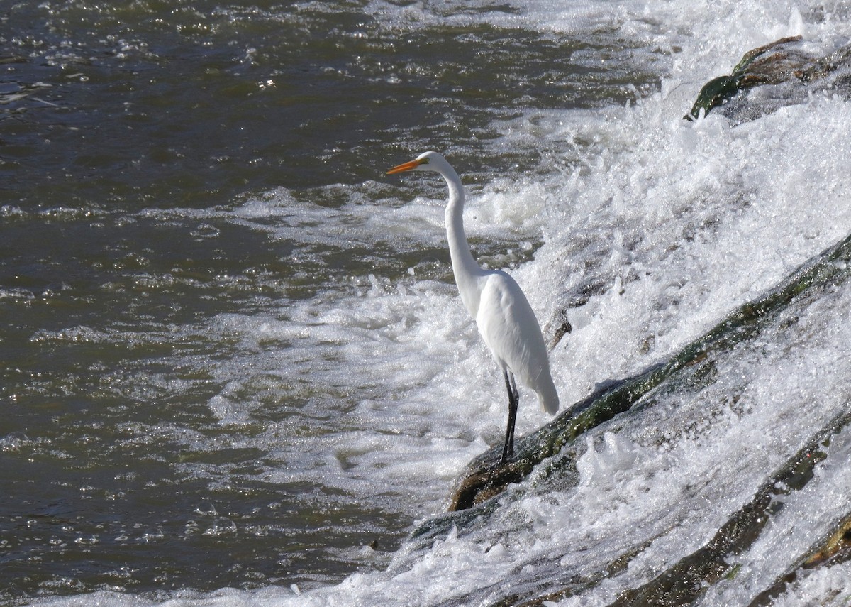 Büyük Ak Balıkçıl - ML644567380