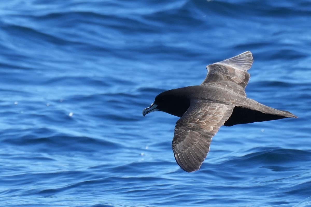 Beyaz Gıdılı Yelkovan - ML644567381