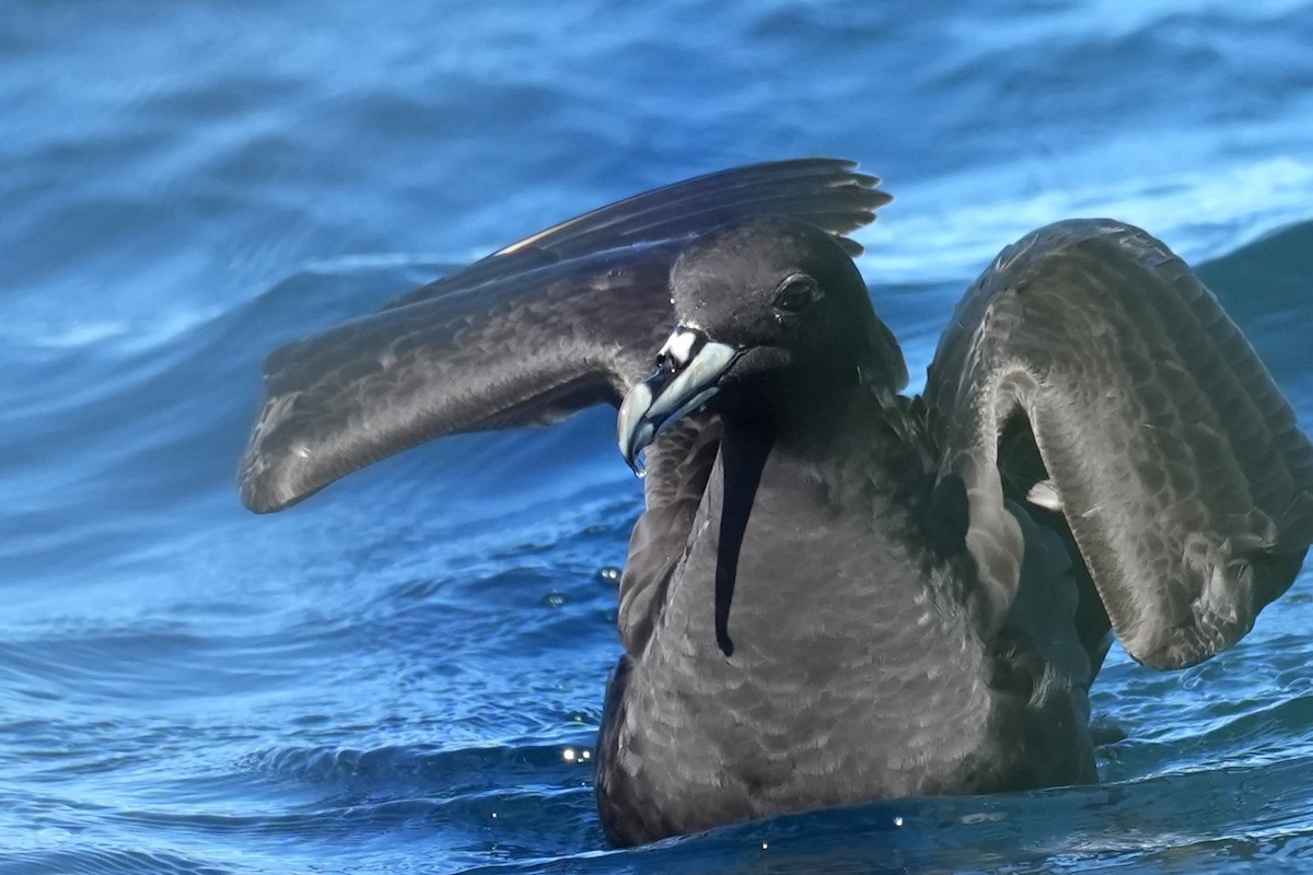 Beyaz Gıdılı Yelkovan - ML644567382