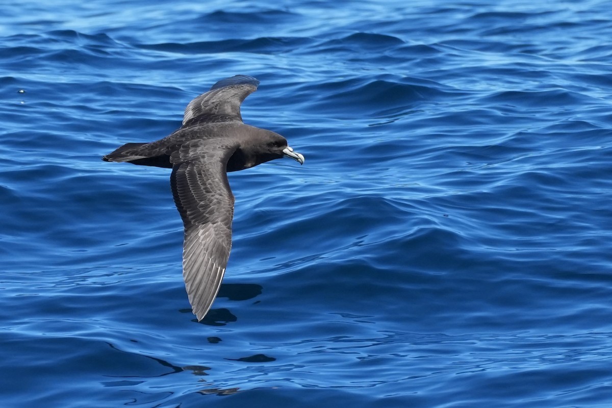 Beyaz Gıdılı Yelkovan - ML644567383