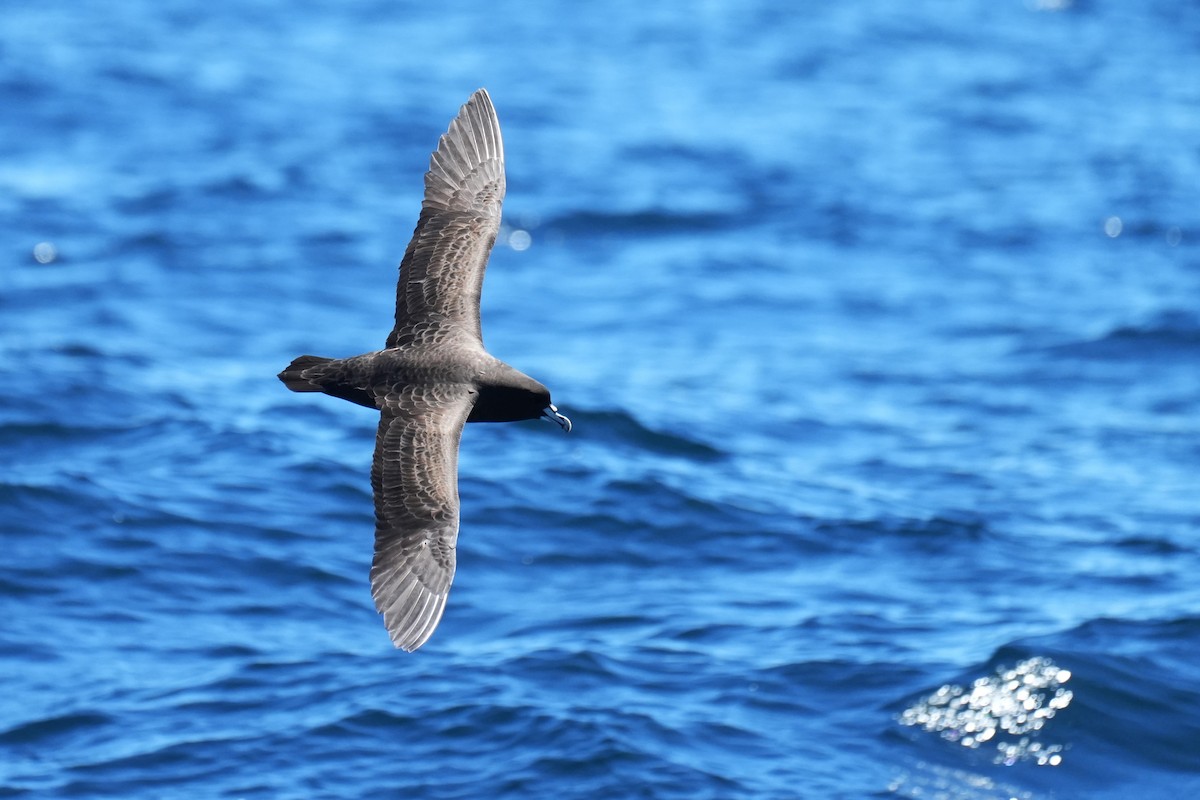 Beyaz Gıdılı Yelkovan - ML644567384