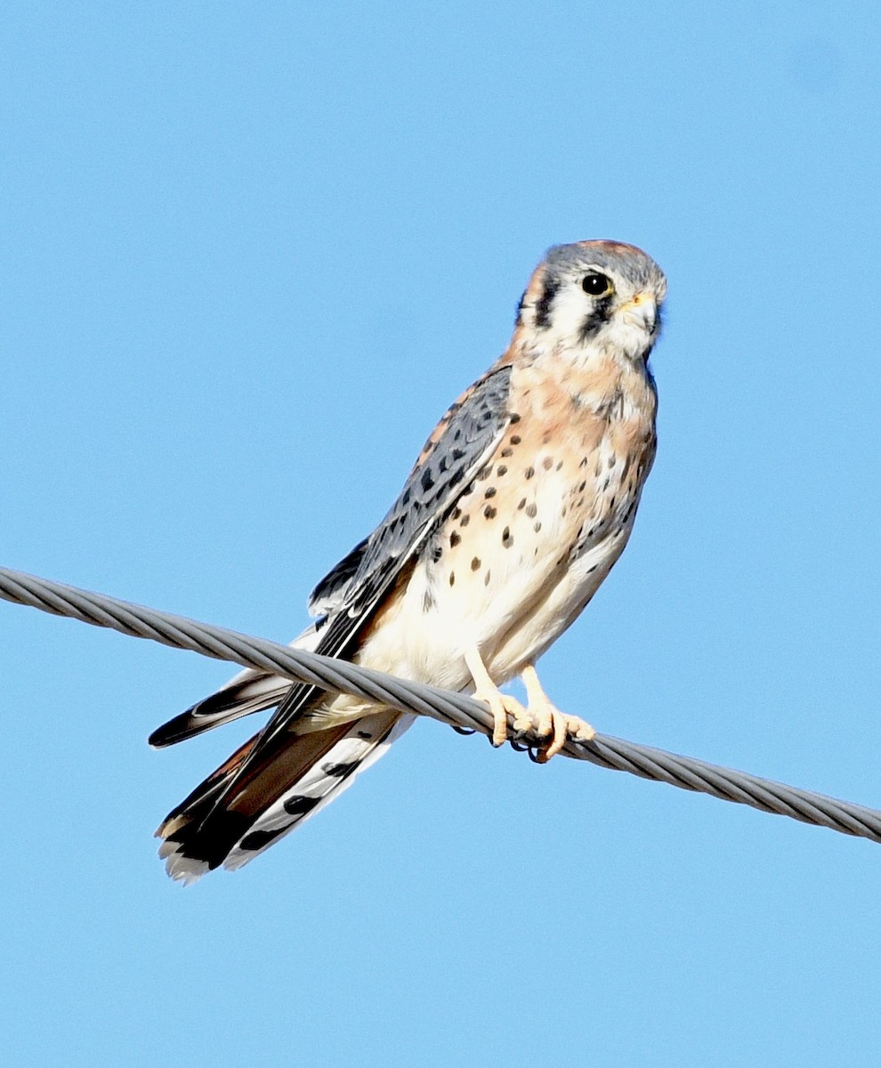 Ala Kerkenez - ML644567386