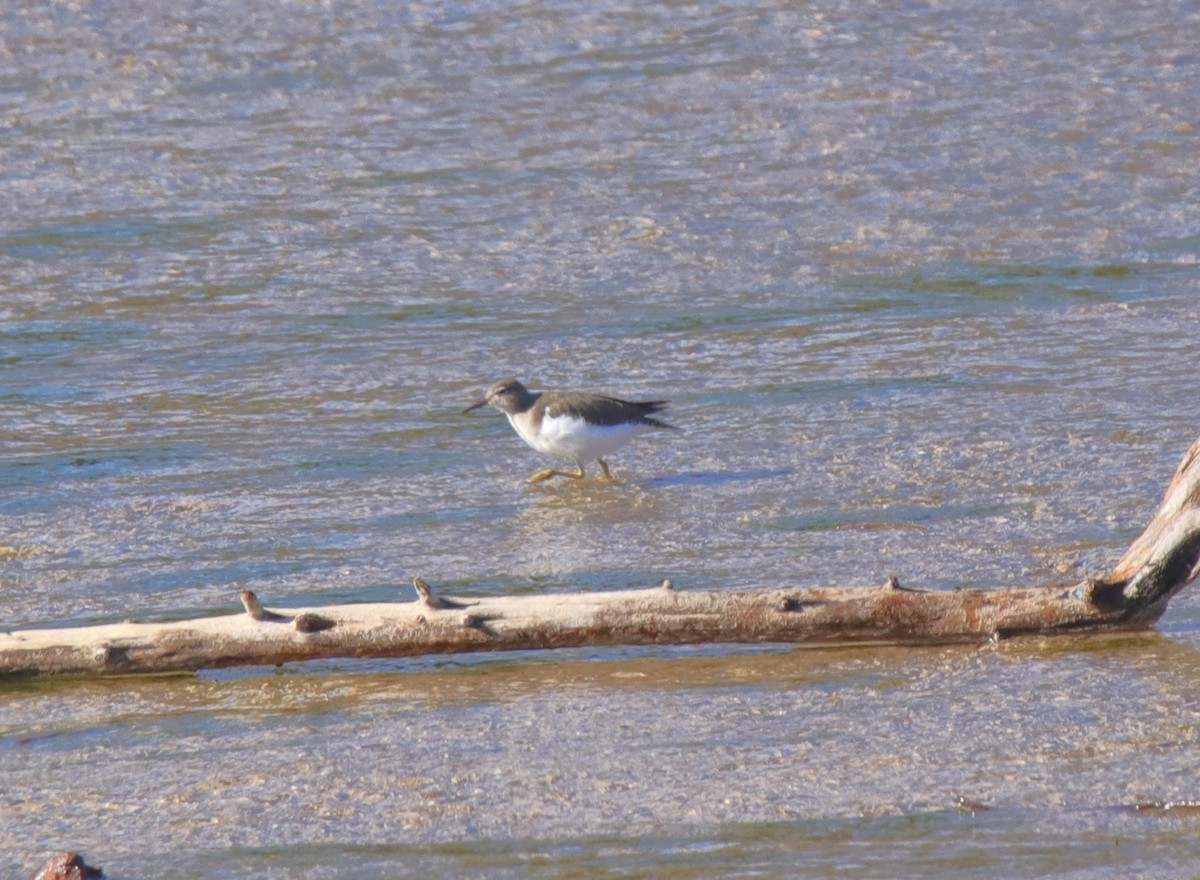 Benekli Düdükçün - ML644567387