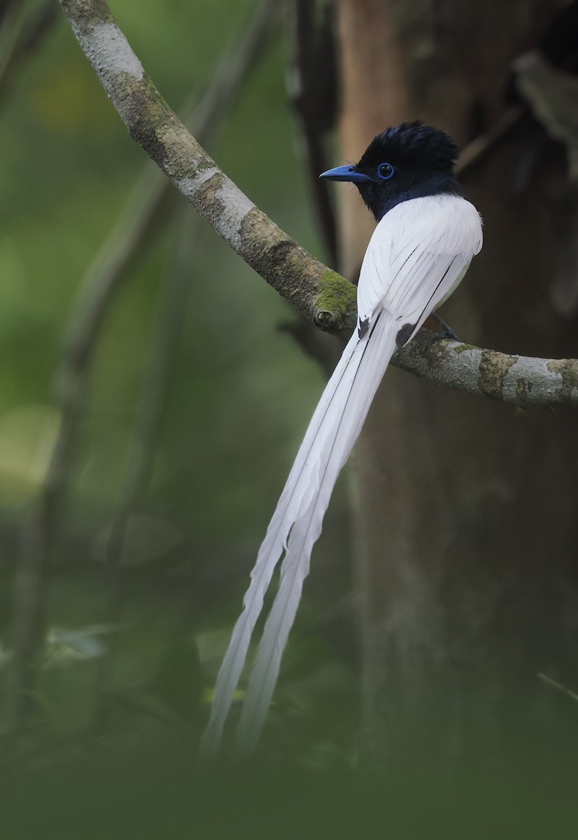 Tenggara Monarkı - ML644567388