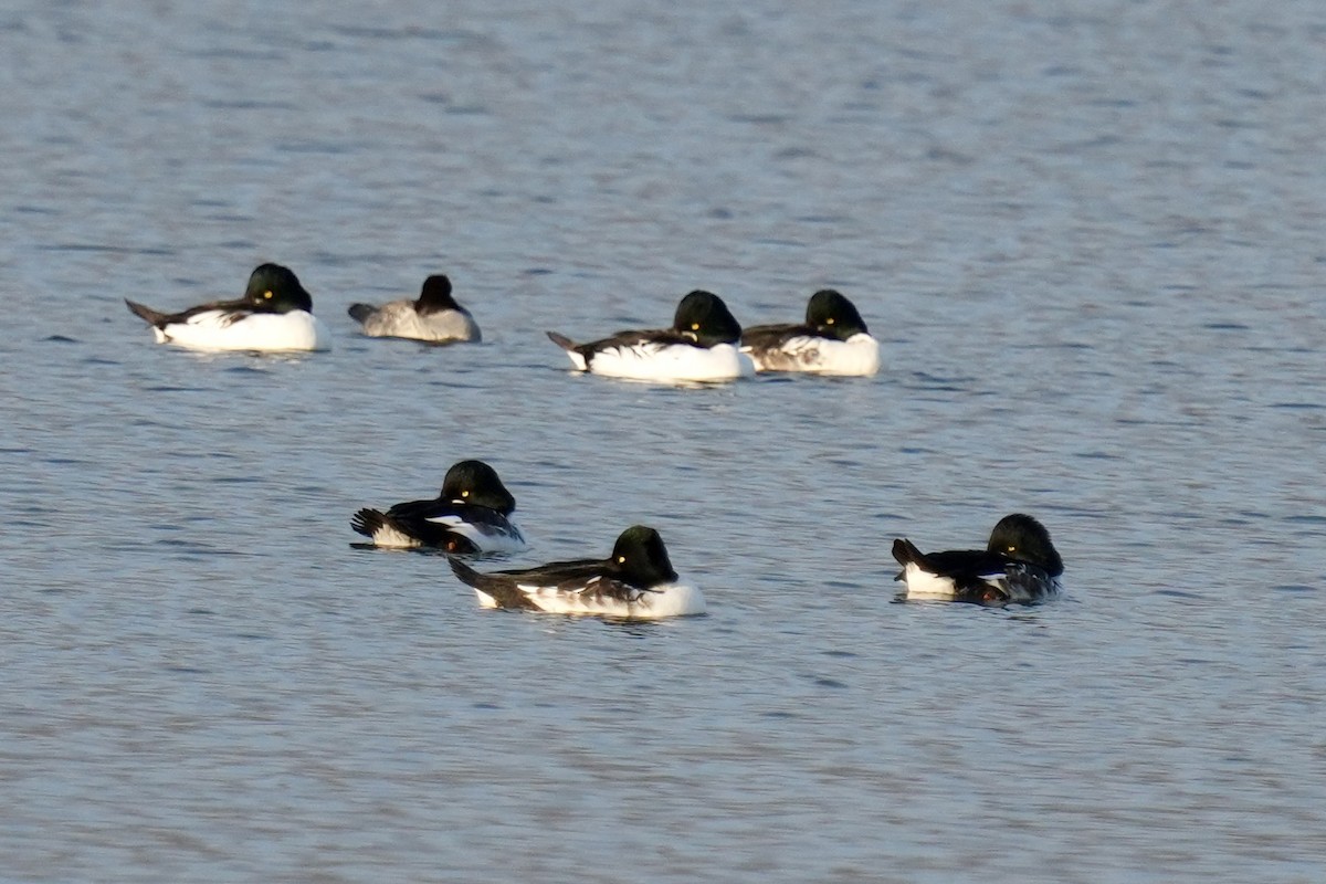 Altıngöz - ML644567395