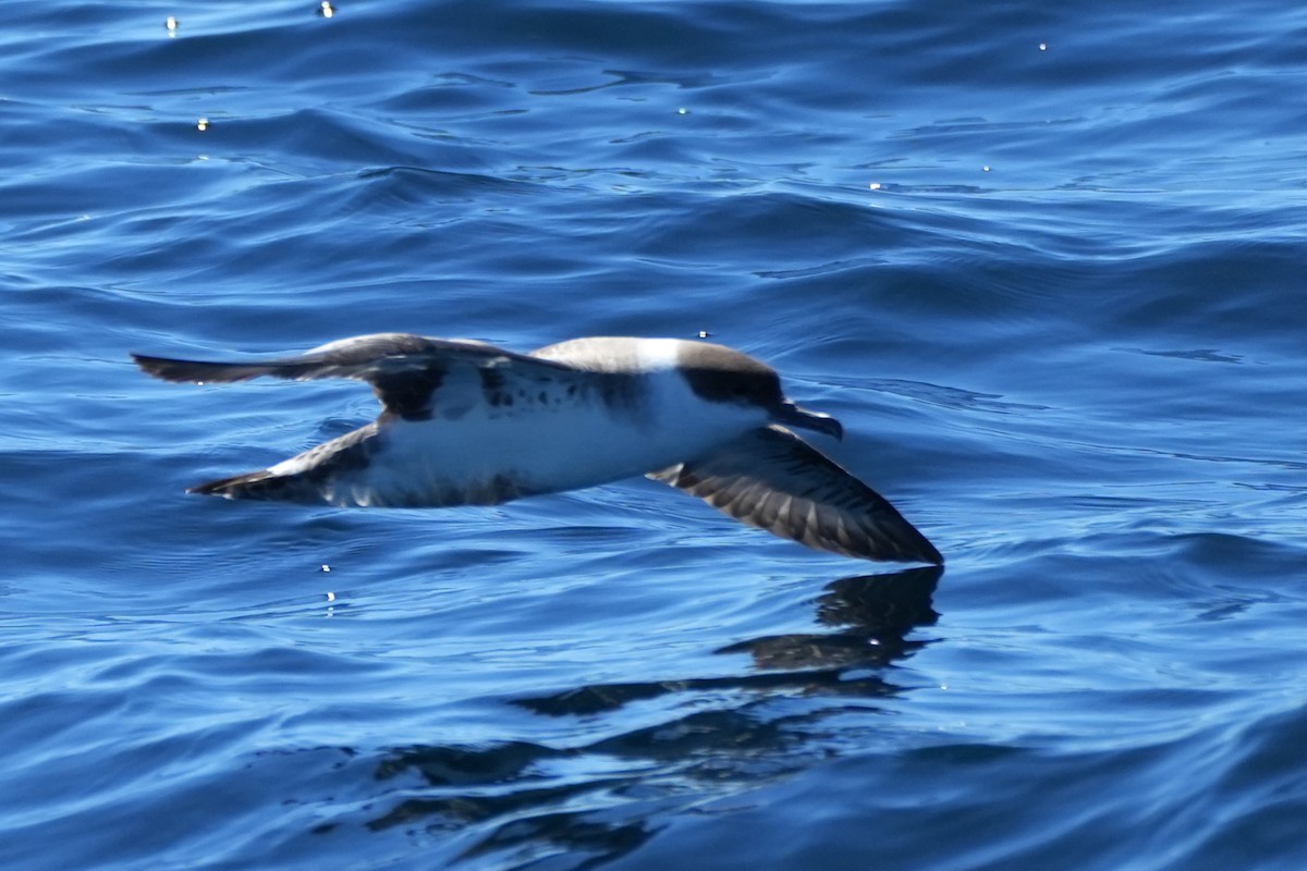 Büyük Yelkovan - ML644567396