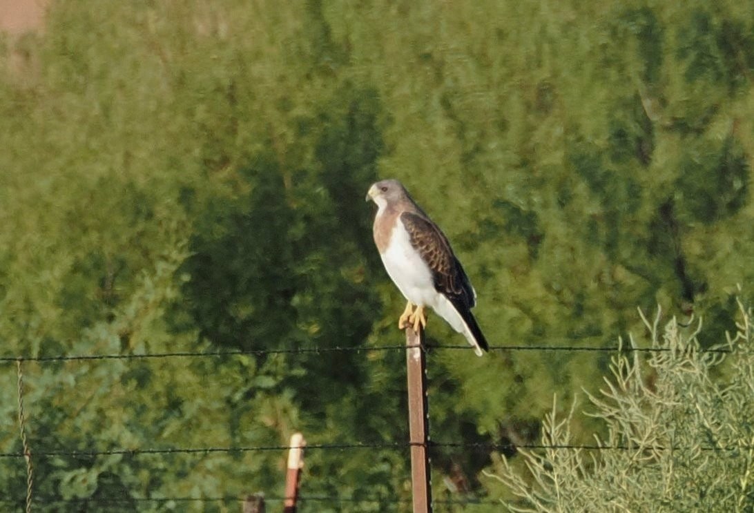 Sivri Kanatlı Şahin - ML644567398