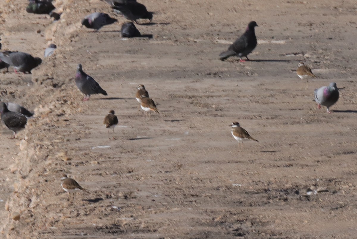 Çayır Cılıbıtı - ML644567399