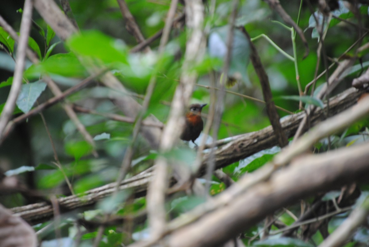 Song Wren - ML644567406