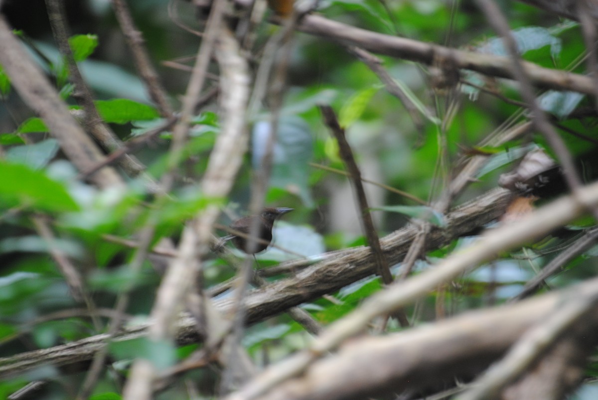 Song Wren - ML644567407