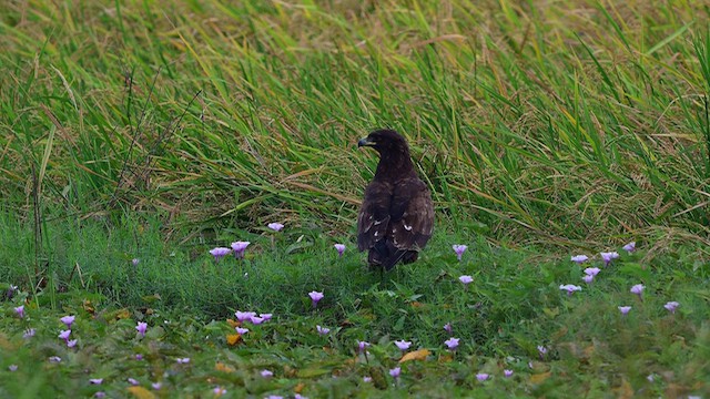 Greater Spotted Eagle - ML644567409