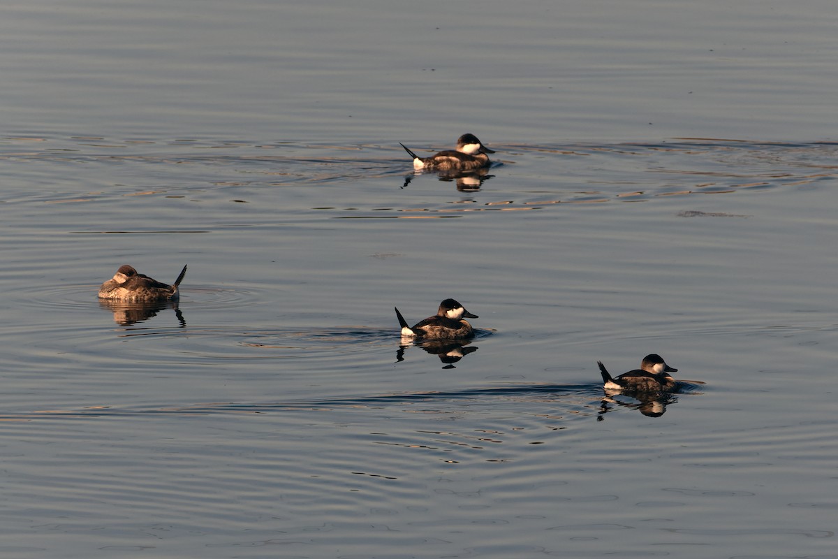 Американская савка - ML644567410