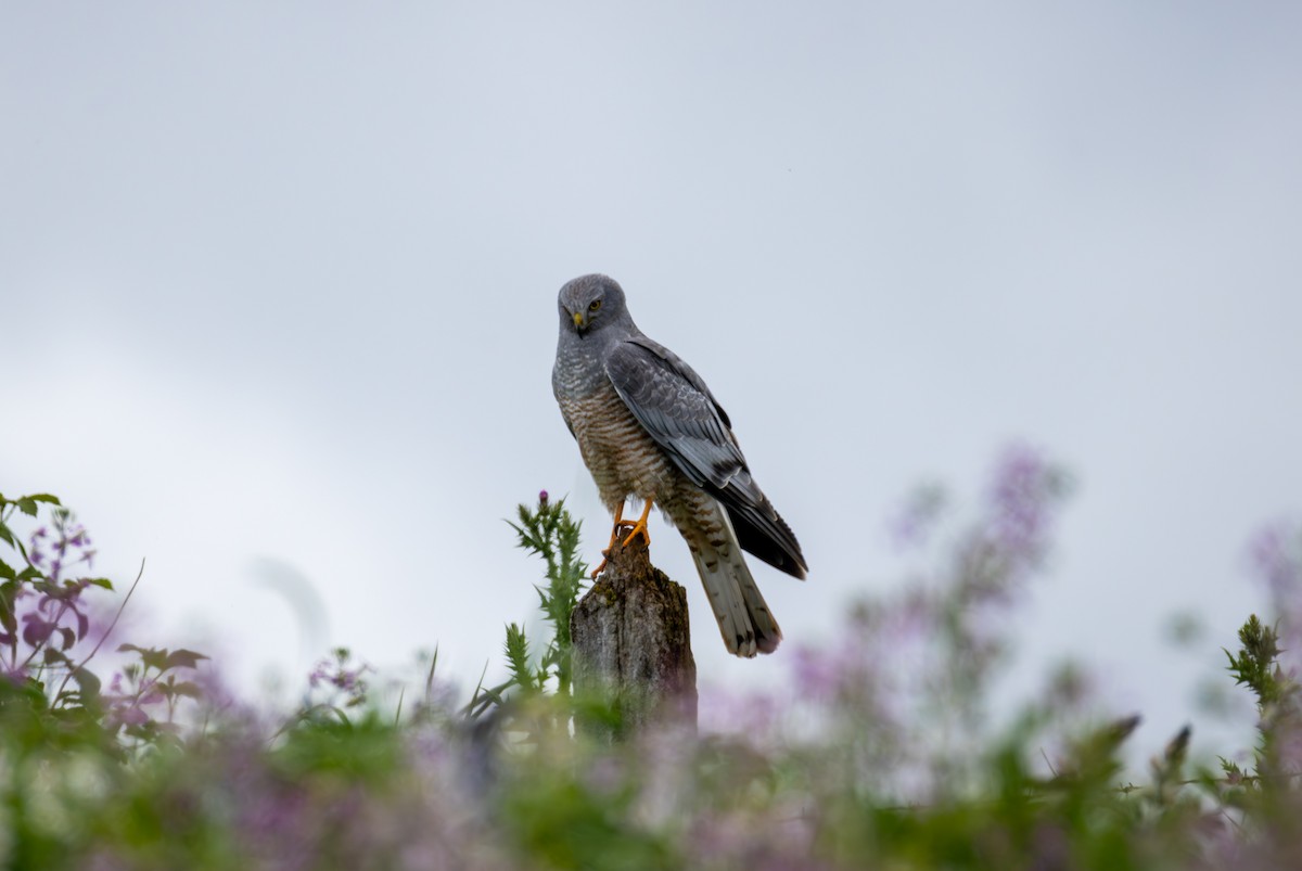 アンデスチュウヒ - ML644567422