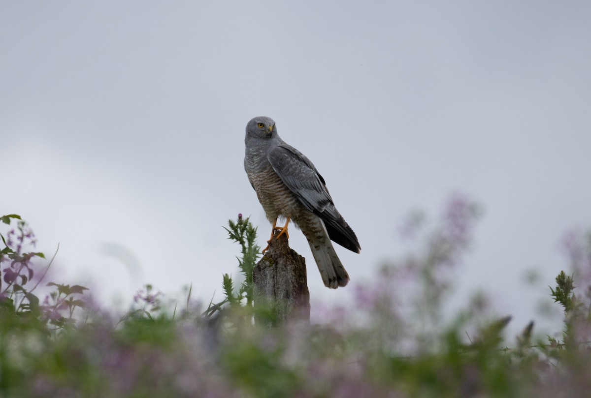 アンデスチュウヒ - ML644567423