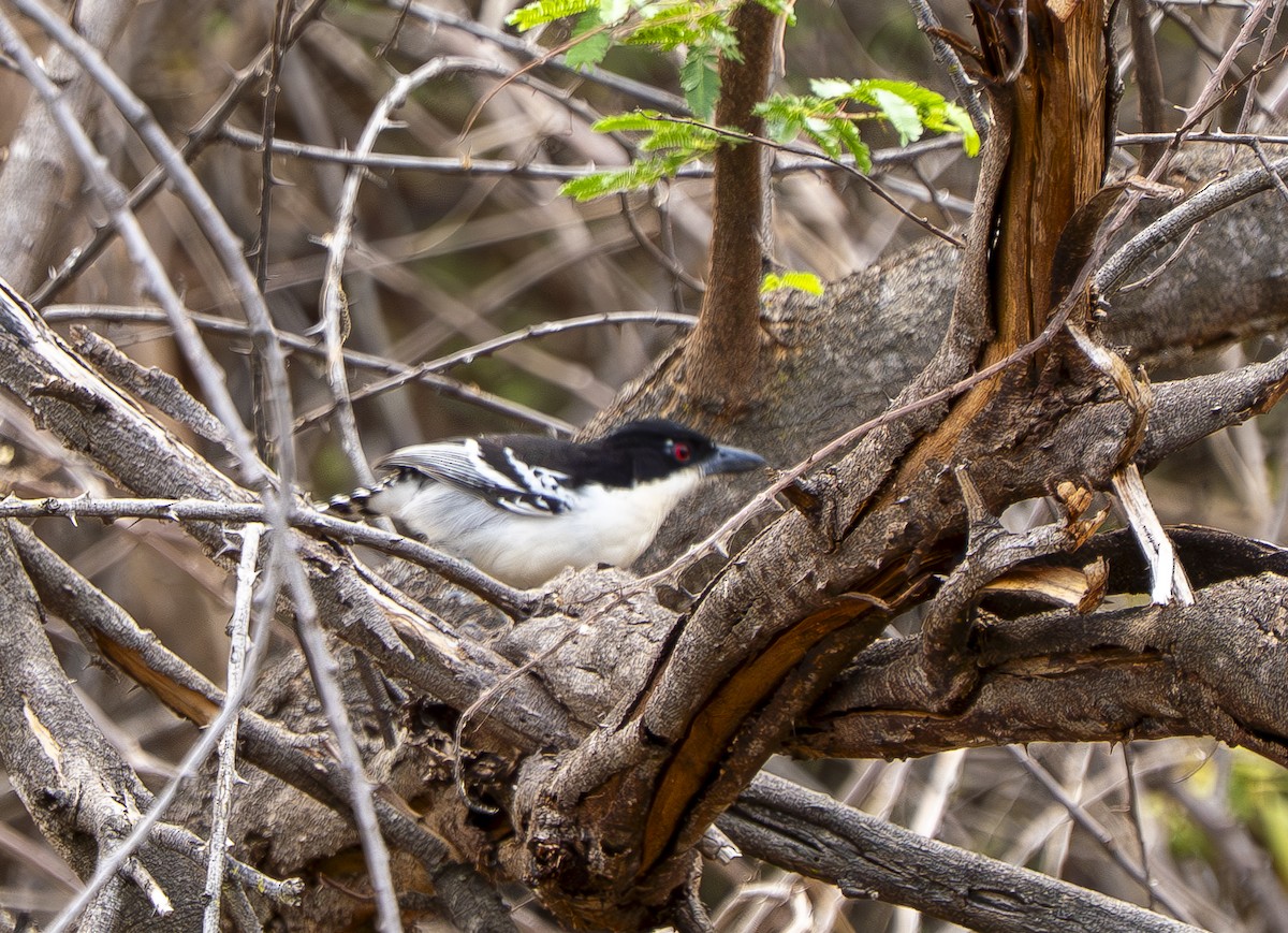 Great Antshrike - ML644567424