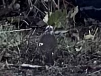 Fox Sparrow - ML644567426