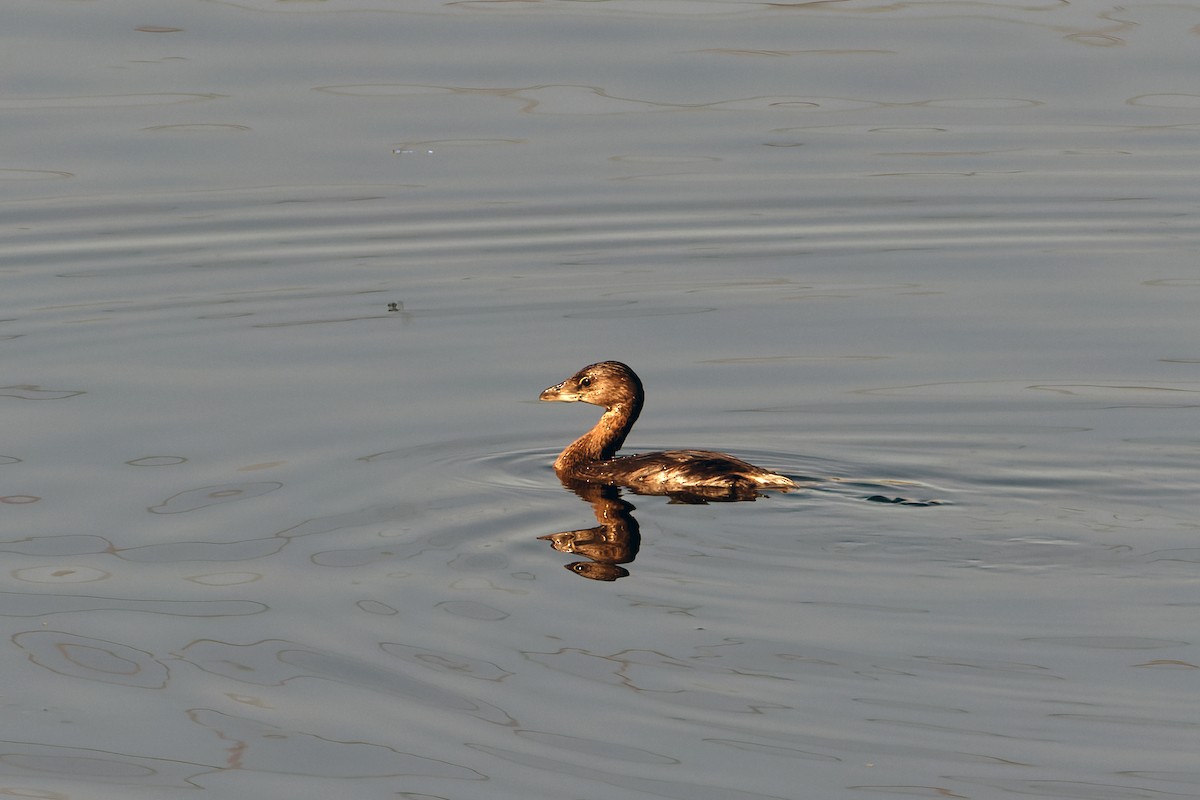 Pied-billed Grebe - ML644567429