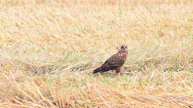 Zingira-mirotz eurasiarra - ML644567434