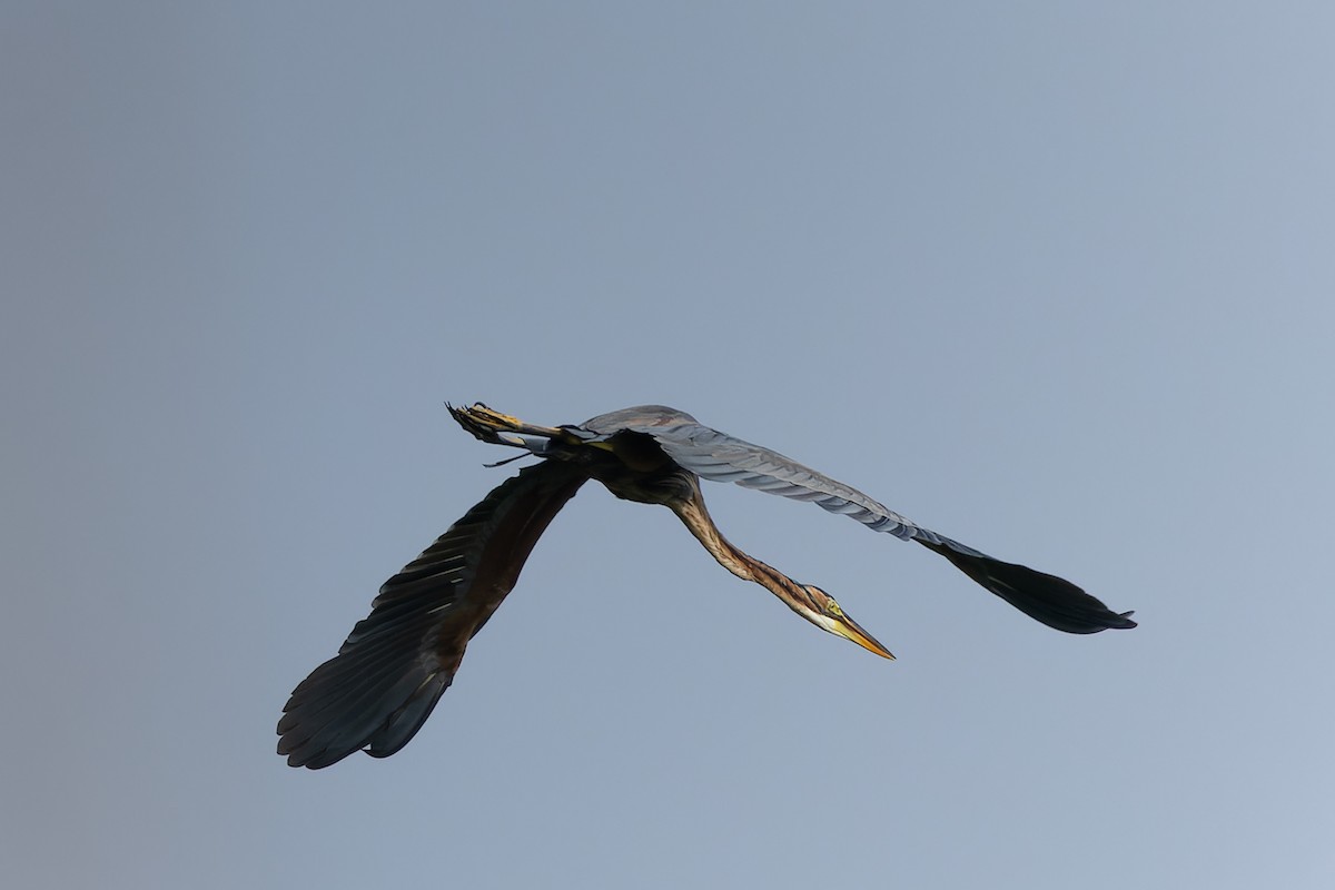 ムラサキサギ - ML644567436