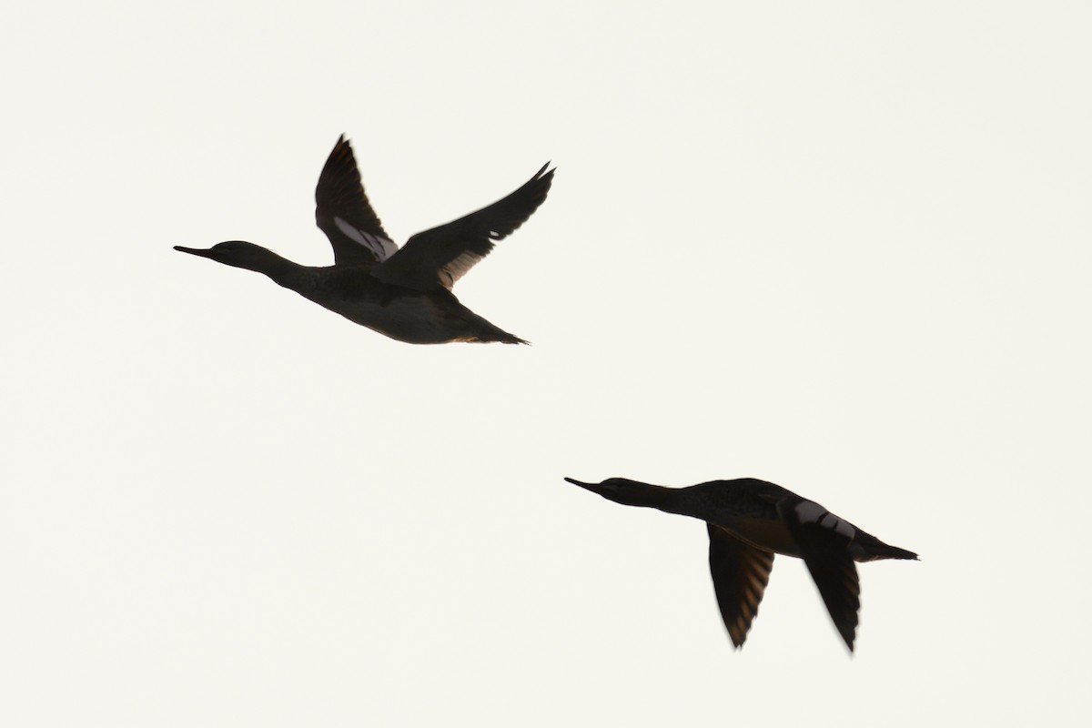 מרגון בינוני - ML644567437