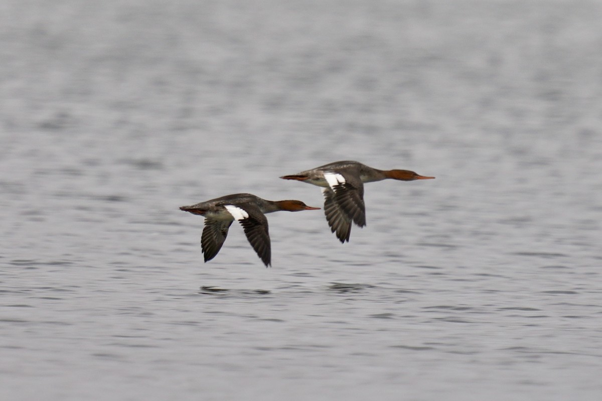 מרגון בינוני - ML644567438