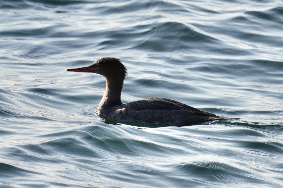 מרגון בינוני - ML644567439