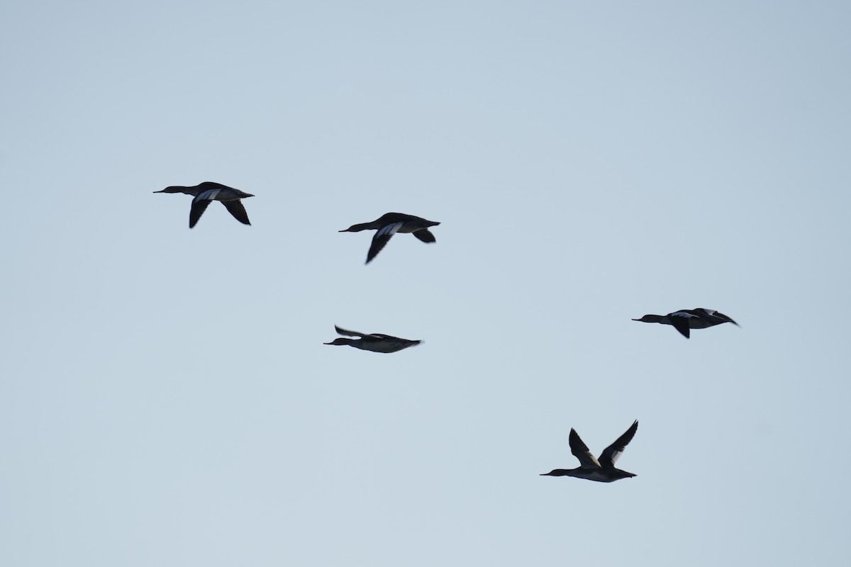 מרגון בינוני - ML644567440