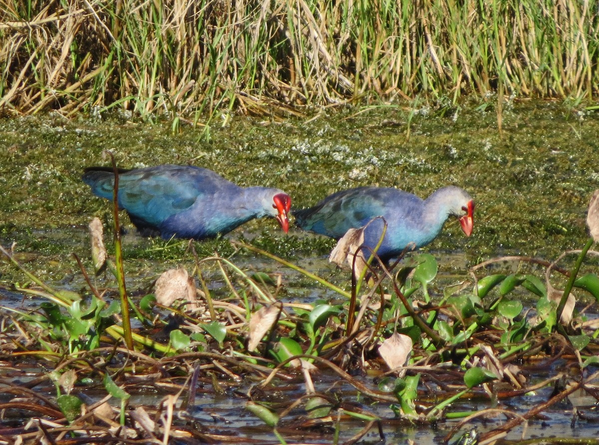 Graukopf-Purpurhuhn - ML644567445