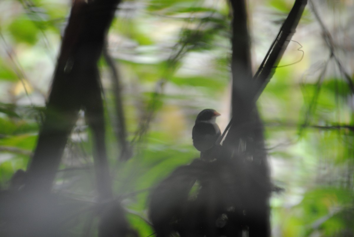 Orange-billed Sparrow - ML644567450