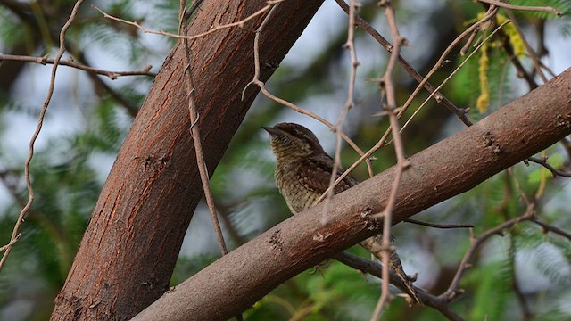 Lepitzulia - ML644567456