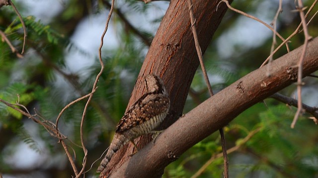 Lepitzulia - ML644567457