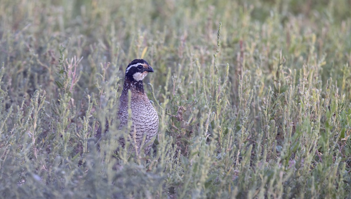 Перепелиця віргінська - ML644567458