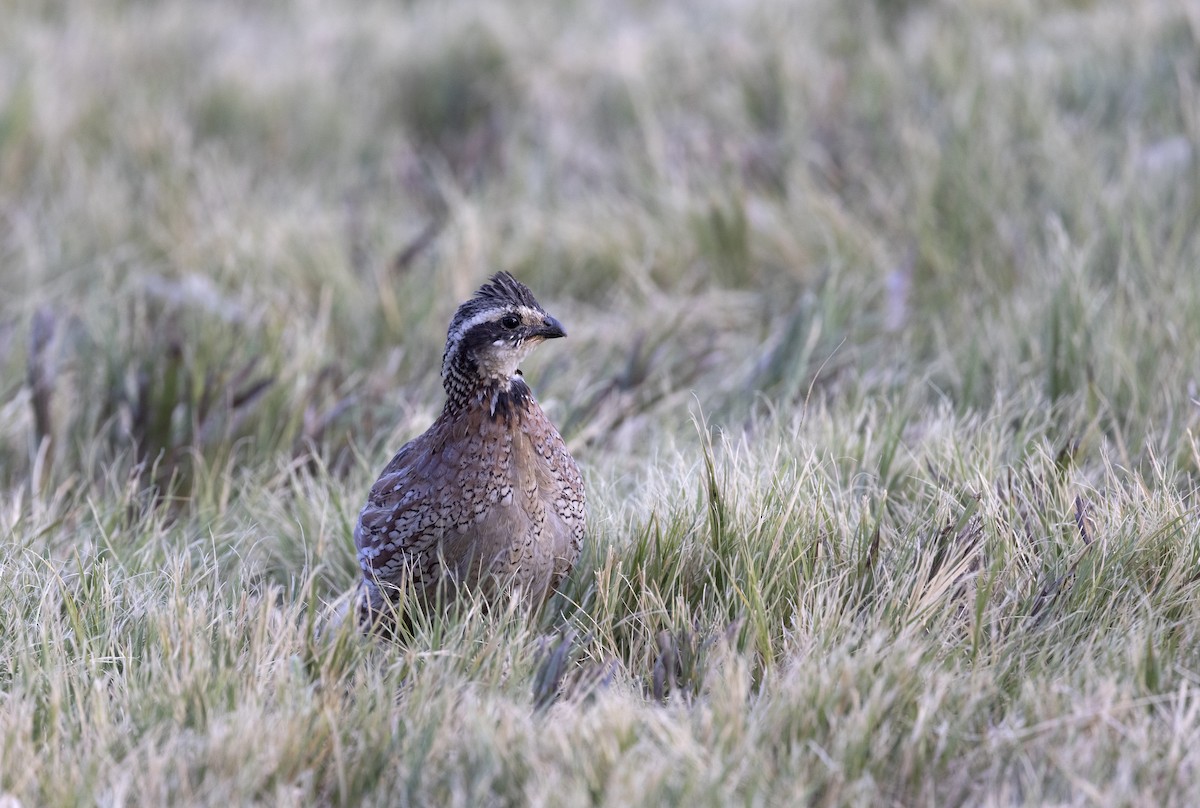 Перепелиця віргінська - ML644567459