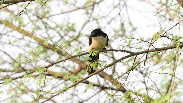 Pied Cuckoo - ML644567464