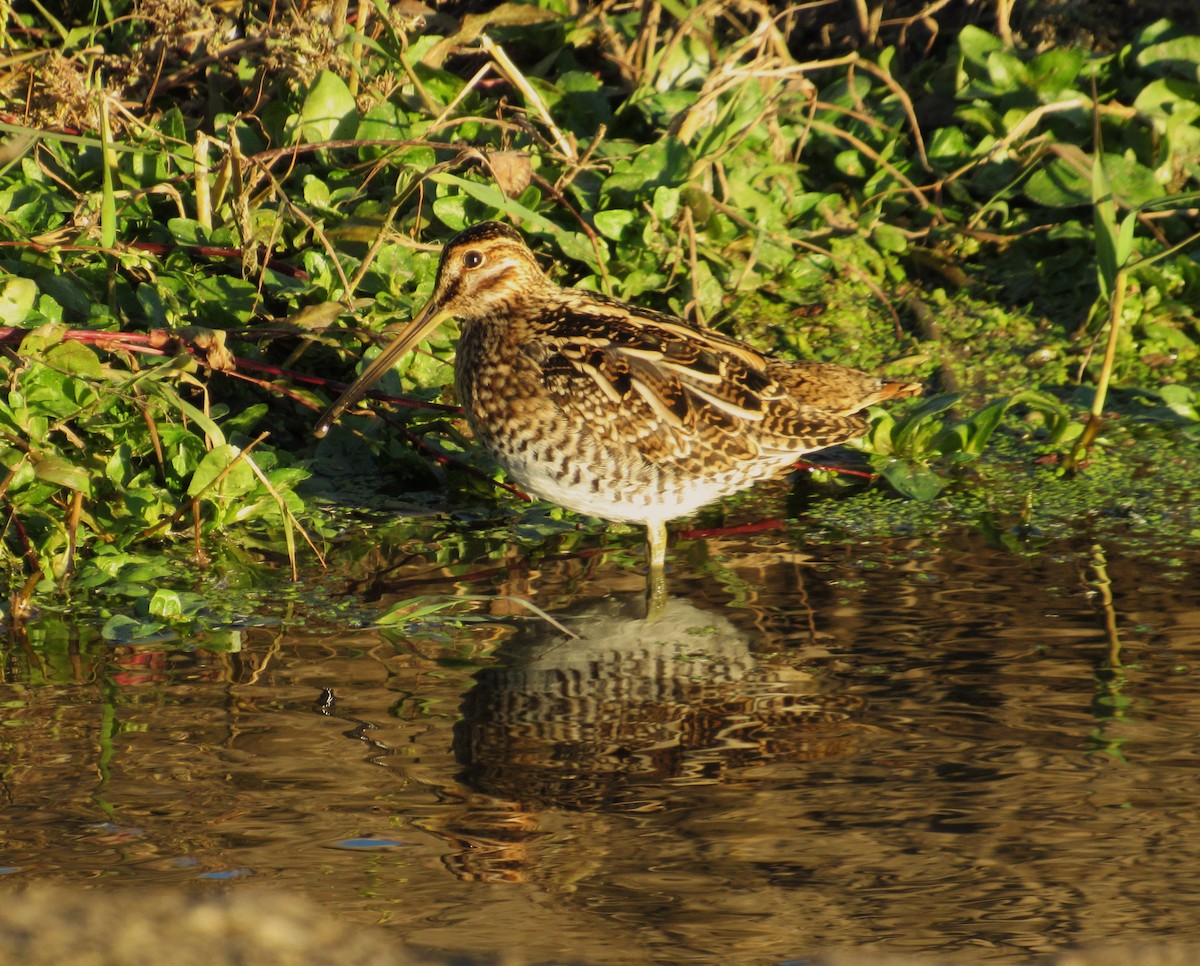 Wilson istingorra - ML644567469