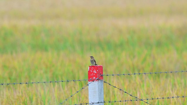 Lepitzulia - ML644567472