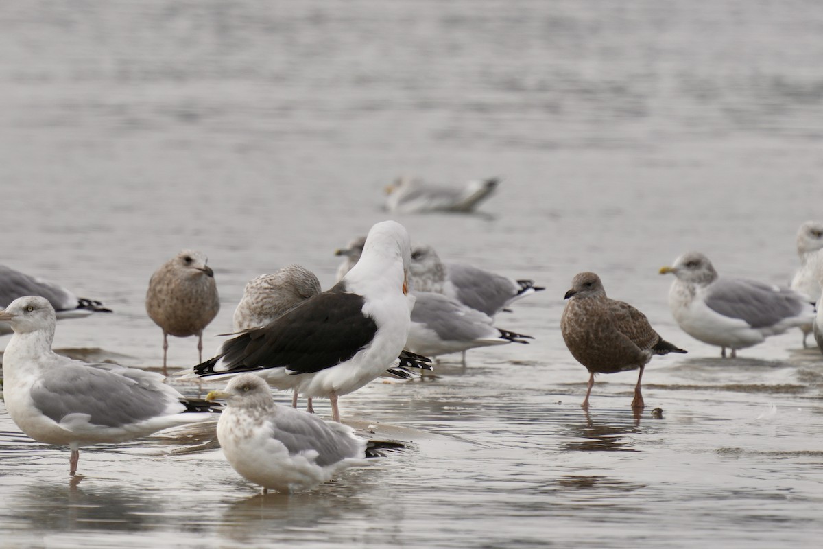 Gavión Atlántico - ML644567474
