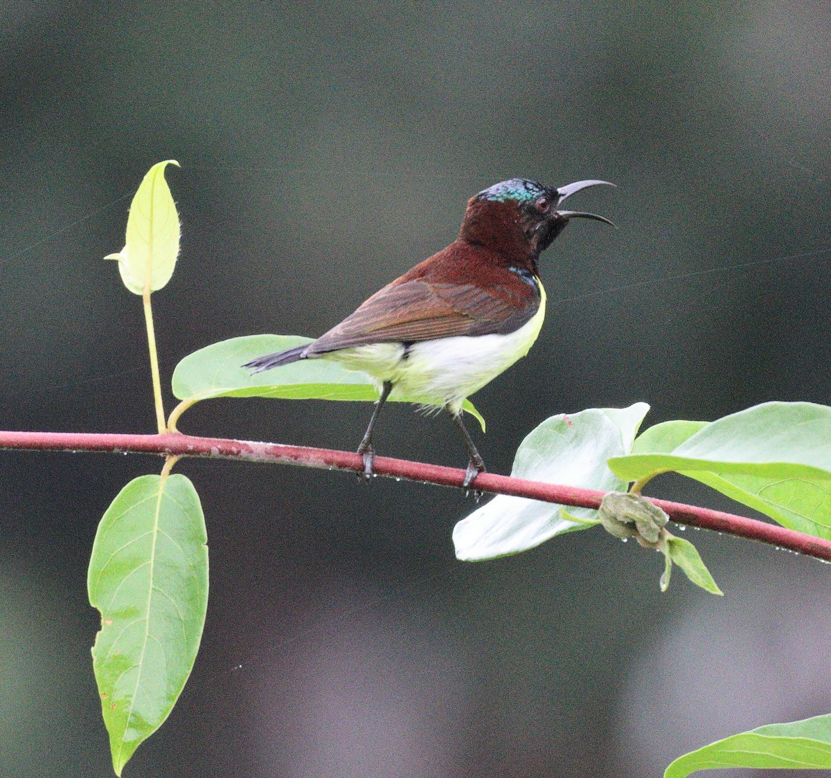 Purple-rumped Sunbird - ML644567476
