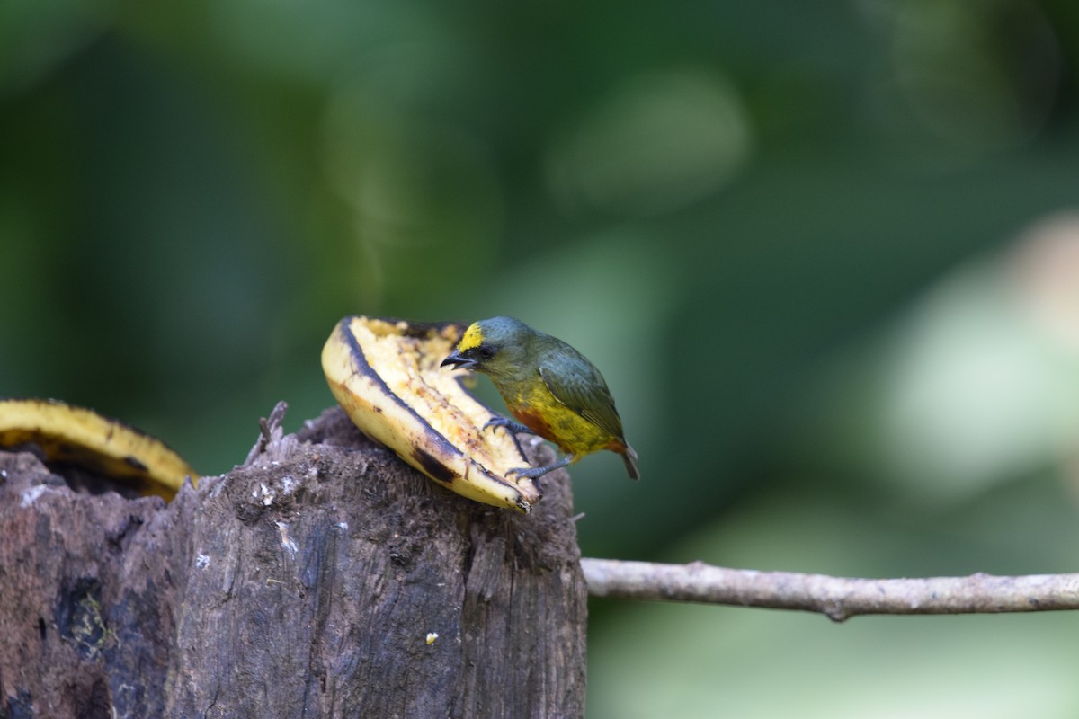 Olive-backed Euphonia - ML644567479