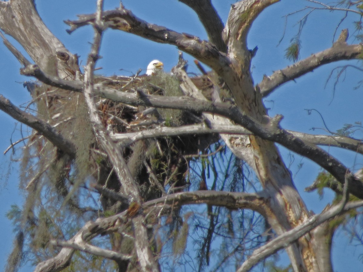 Weißkopf-Seeadler - ML644567482