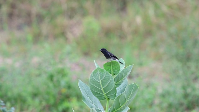 Pied Bushchat - ML644567483